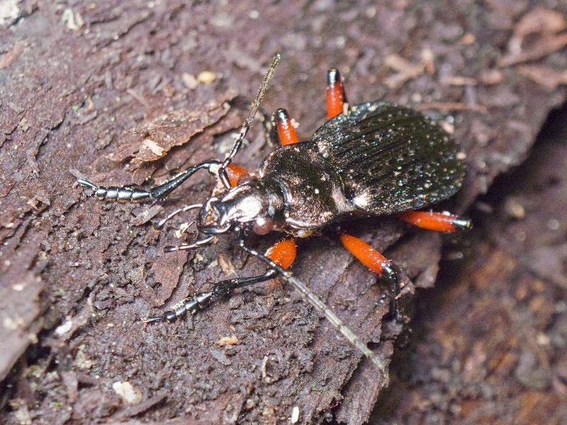 granulatus Linne, 1758